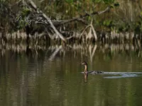 Dikbekfuut [Podilymbus podiceps]